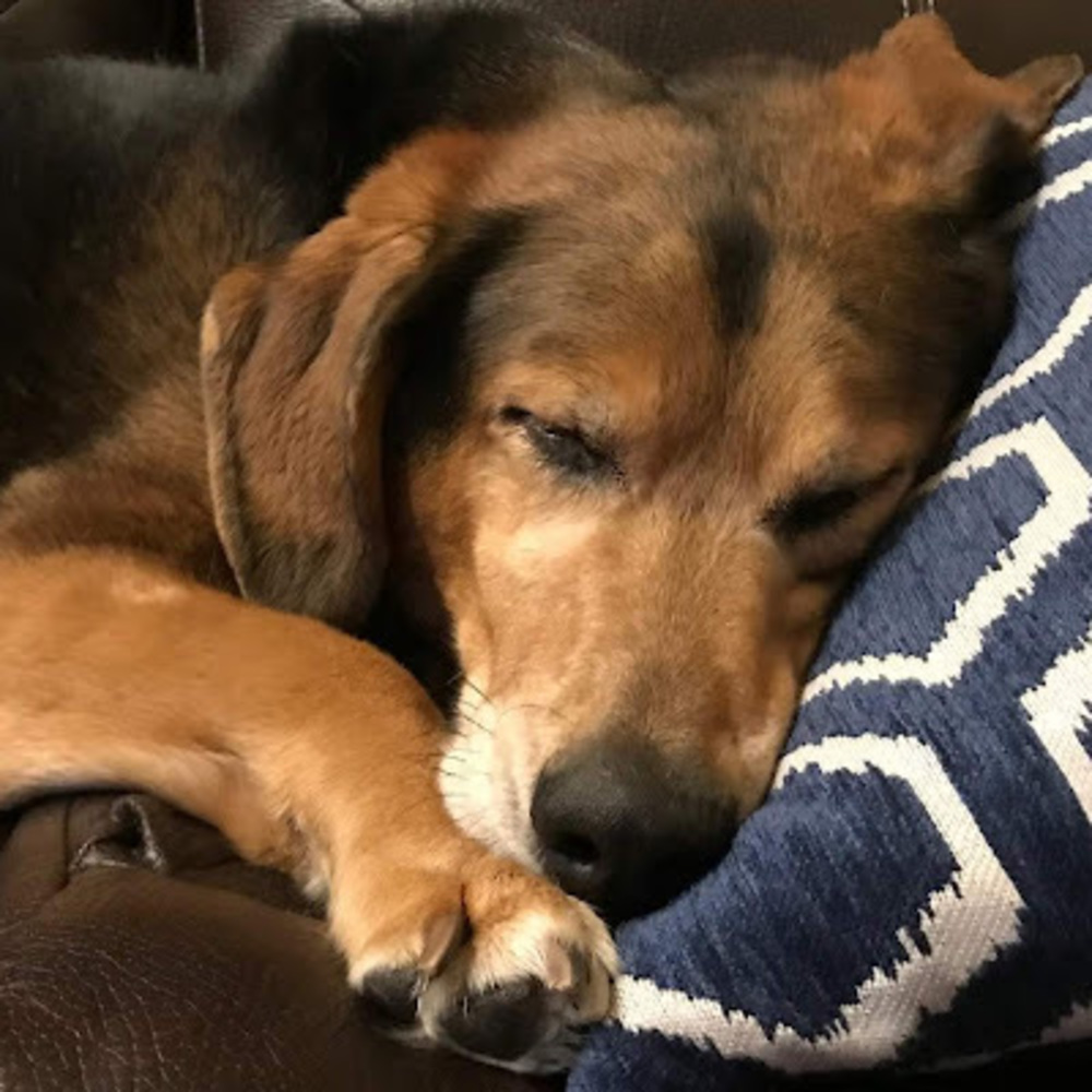 Meet your Posher, Emma